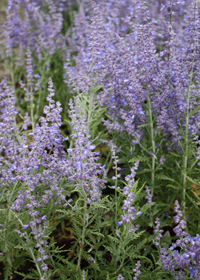 Perovskia Atriplicifolia Lacey Blue Lisslitt